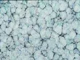 S S Ceramic2 main texture preview