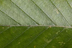 S S Img 0387 main texture preview