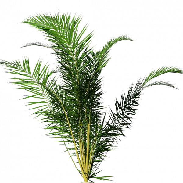Cc By Tuxfamily Org Dypsis main texture preview