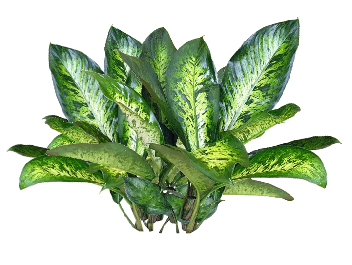 Jacey Searle Plant Texture main texture preview