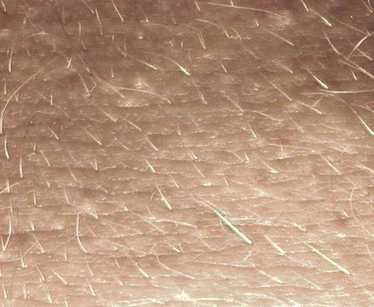 Arm main texture preview