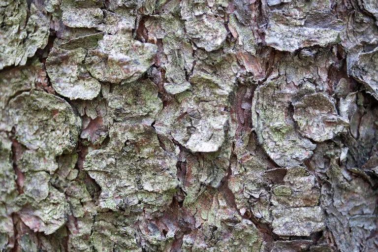 Img 0029 main texture preview