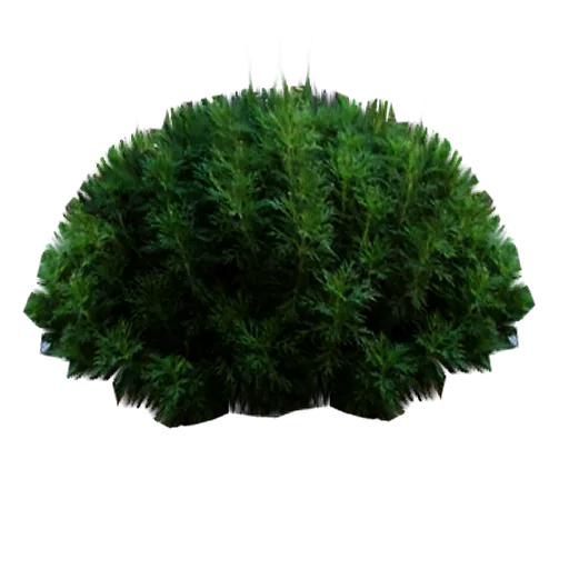 English Garden Low Bush texture preview