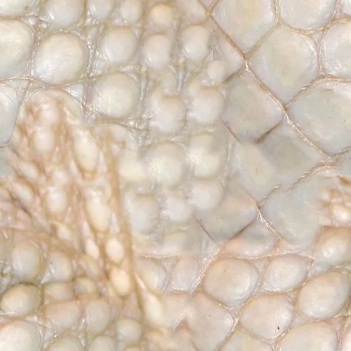 Main Texture for White Gator Left Shoulder Scales Close 6 21 12