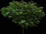 S S Tex 004 main texture preview