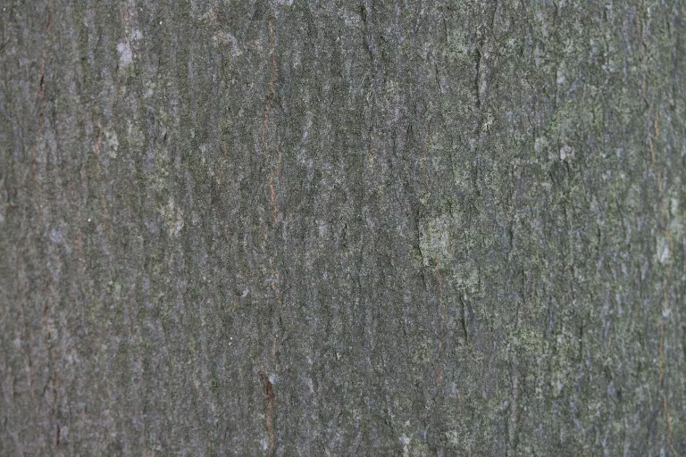 Img 0093 main texture preview