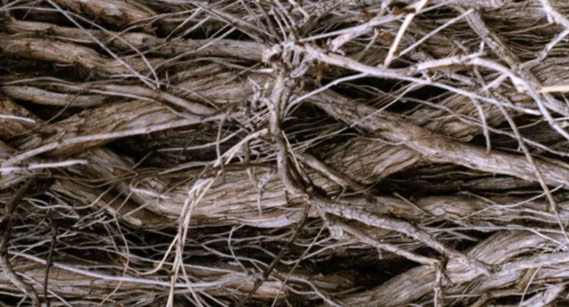 Brush main texture preview