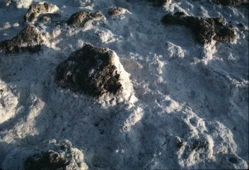Salt main texture preview