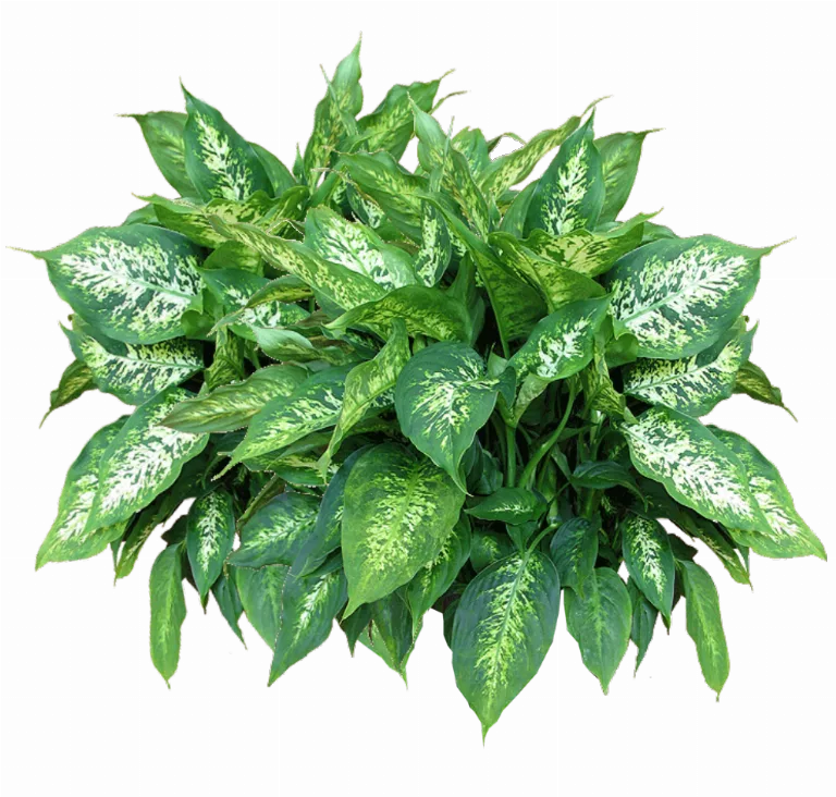 Jacey Dc Plant Texture main texture preview