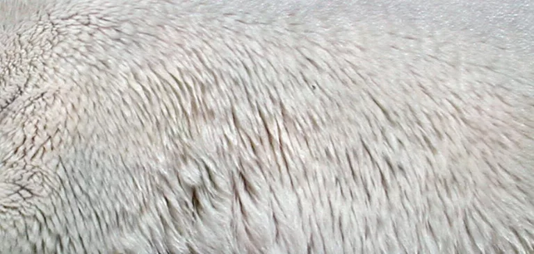 Polarbear main texture preview