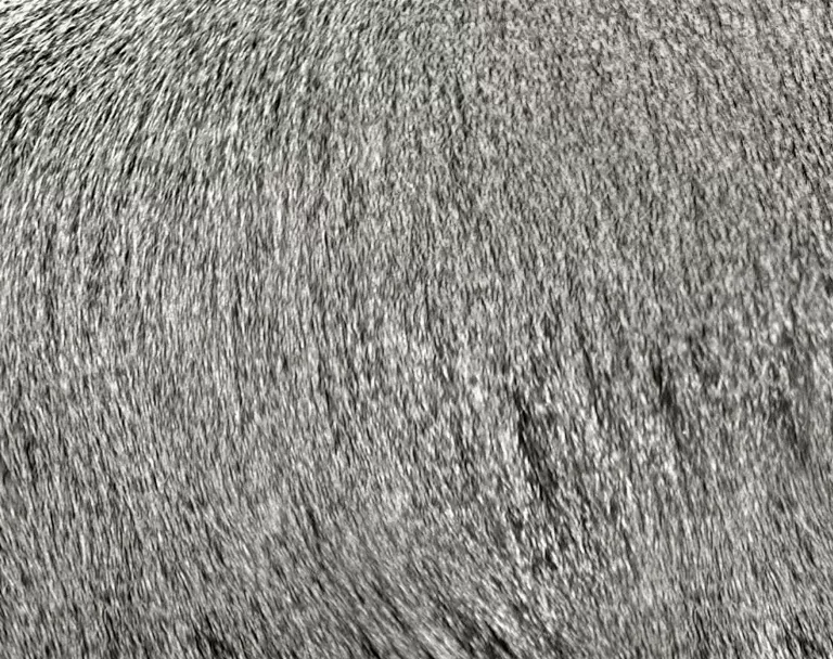 Whitemonkey main texture preview