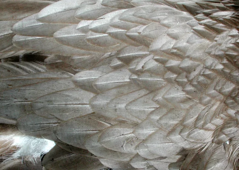 Feathers main texture preview