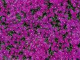 S S Natur20L main texture preview