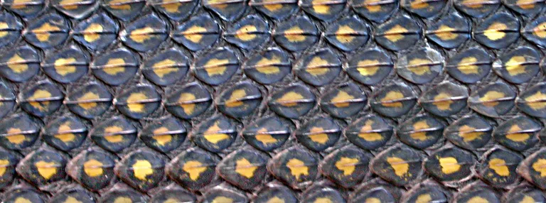 Blacksnake Cyc main texture preview