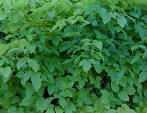 Leafy1 main texture preview