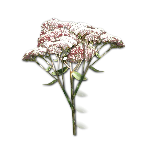 English Garden Flowers White texture preview