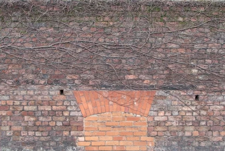 Wall Brick Dead Creeper Cover main texture preview