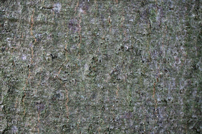 Img 0032 main texture preview