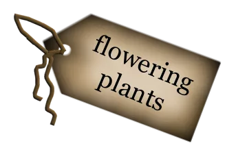 Tag Flowering Plants main texture preview