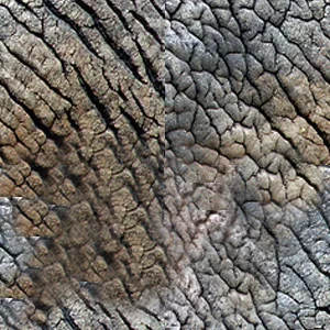 Elephant Skin main texture preview