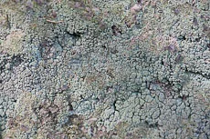 S S Img 0228 main texture preview
