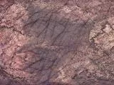 S S Skin main texture preview