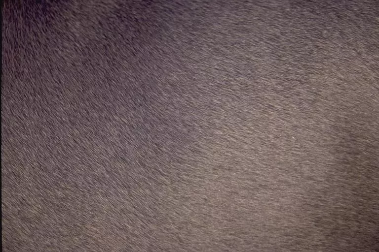 I M G0017 main texture preview