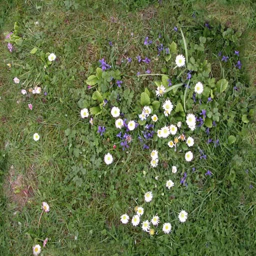 Herbe Fleurs4 main texture preview
