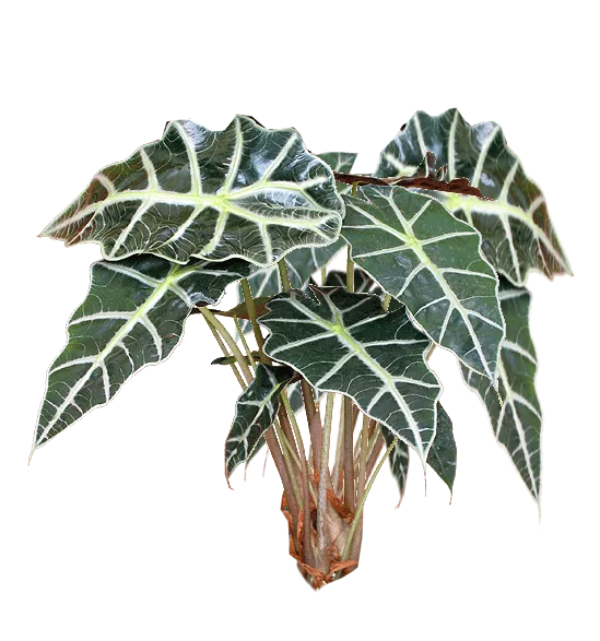 Jacey Alocasia Plant Texture main texture preview
