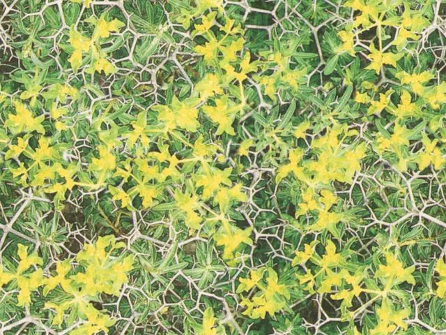 Natur21L main texture preview