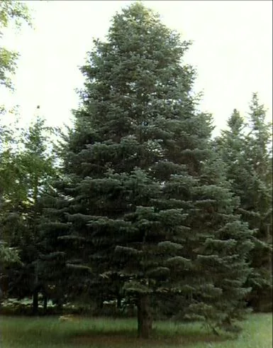 Pine1 main texture preview