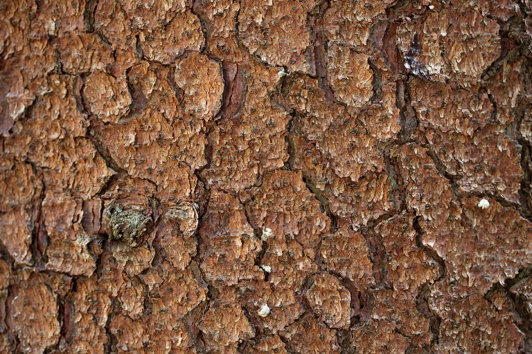 Img 0330 main texture preview