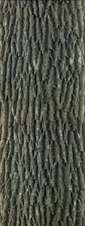 Bark1 main texture preview