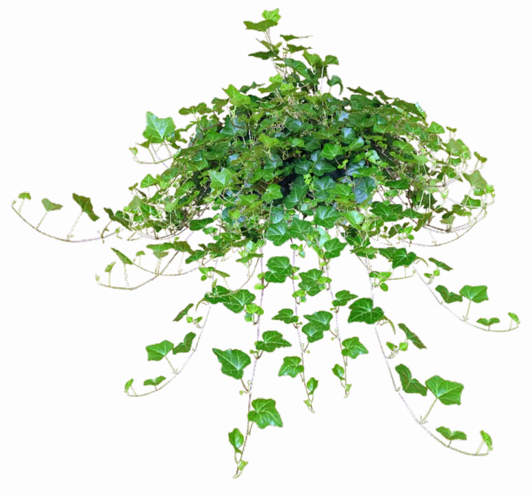 Jacey Hanging Ivy Plant Texture main texture preview