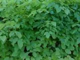 S S Leafy1 main texture preview