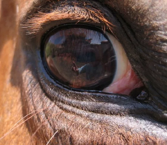 Eyelid main texture preview
