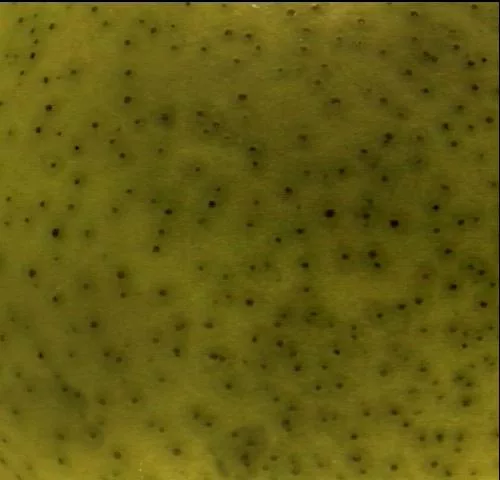 Pearskin main texture preview