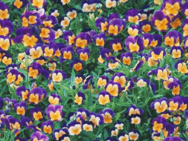Natur12L main texture preview