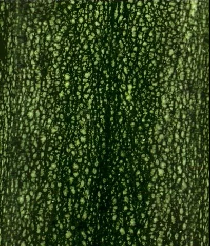 Zuccini main texture preview