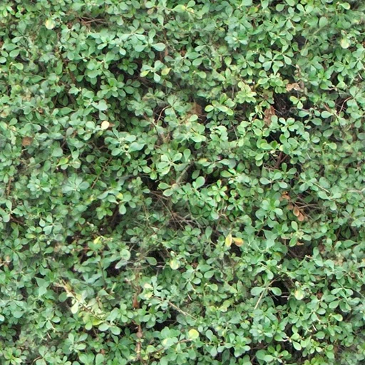 Foliage Privets1 main texture preview