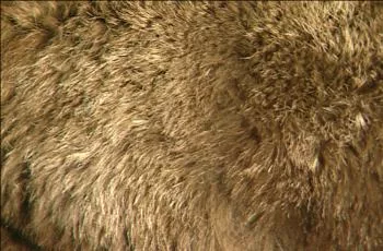 Fur 2 main texture preview