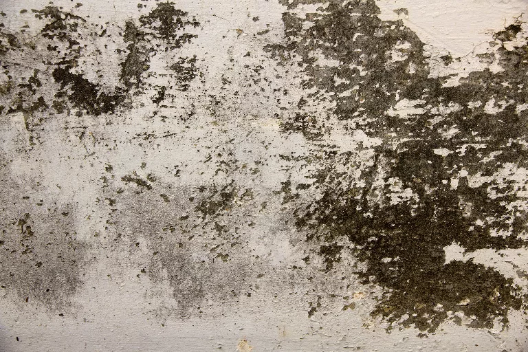 52 main texture preview
