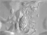 S S Neptune Proteus main texture preview