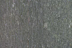 S S Img 0093 main texture preview