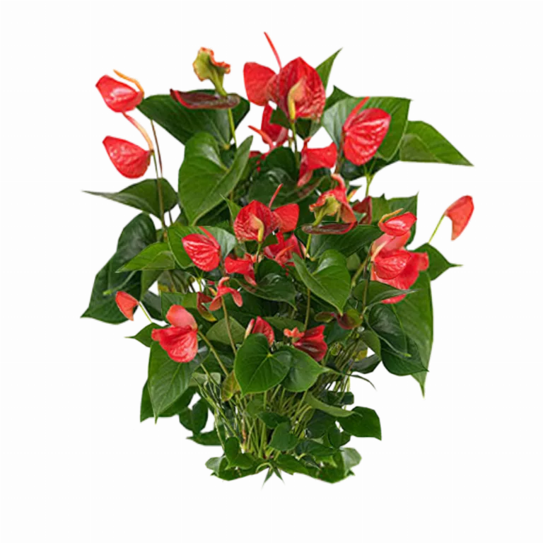 Jacey Anthurium Plant Texture main texture preview