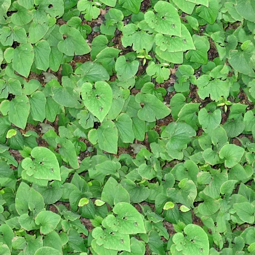Heart Shaped Leaves main texture preview
