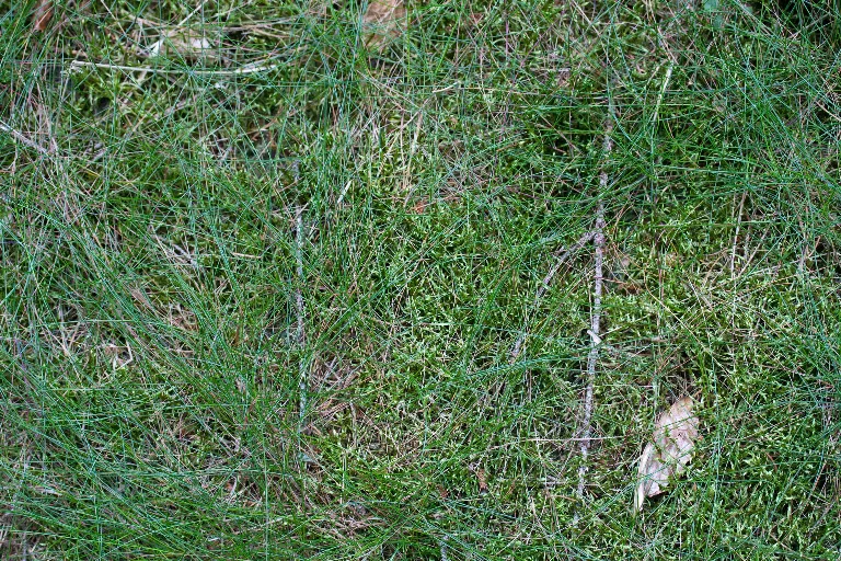 Img 0348 main texture preview