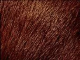 S S Fur main texture preview
