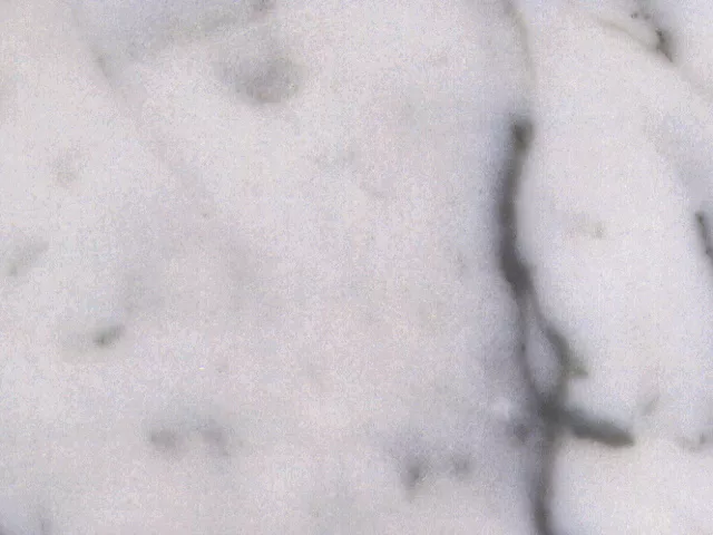 Beanco main texture preview