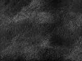 S S D93 Fur Unborn Calf main texture preview